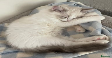 Ragdoll cats - Advert 15