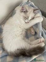 Ragdoll cats - Advert 13