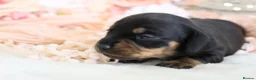 Miniature Dachshund dogs for sale: KC Miniature Dachshund Puppies - Advert 27