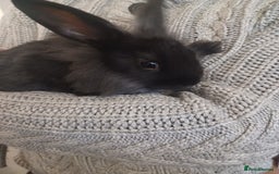 Mini Lion Lop rabbits for sale: Mini lop X mini lion head  - Image 11