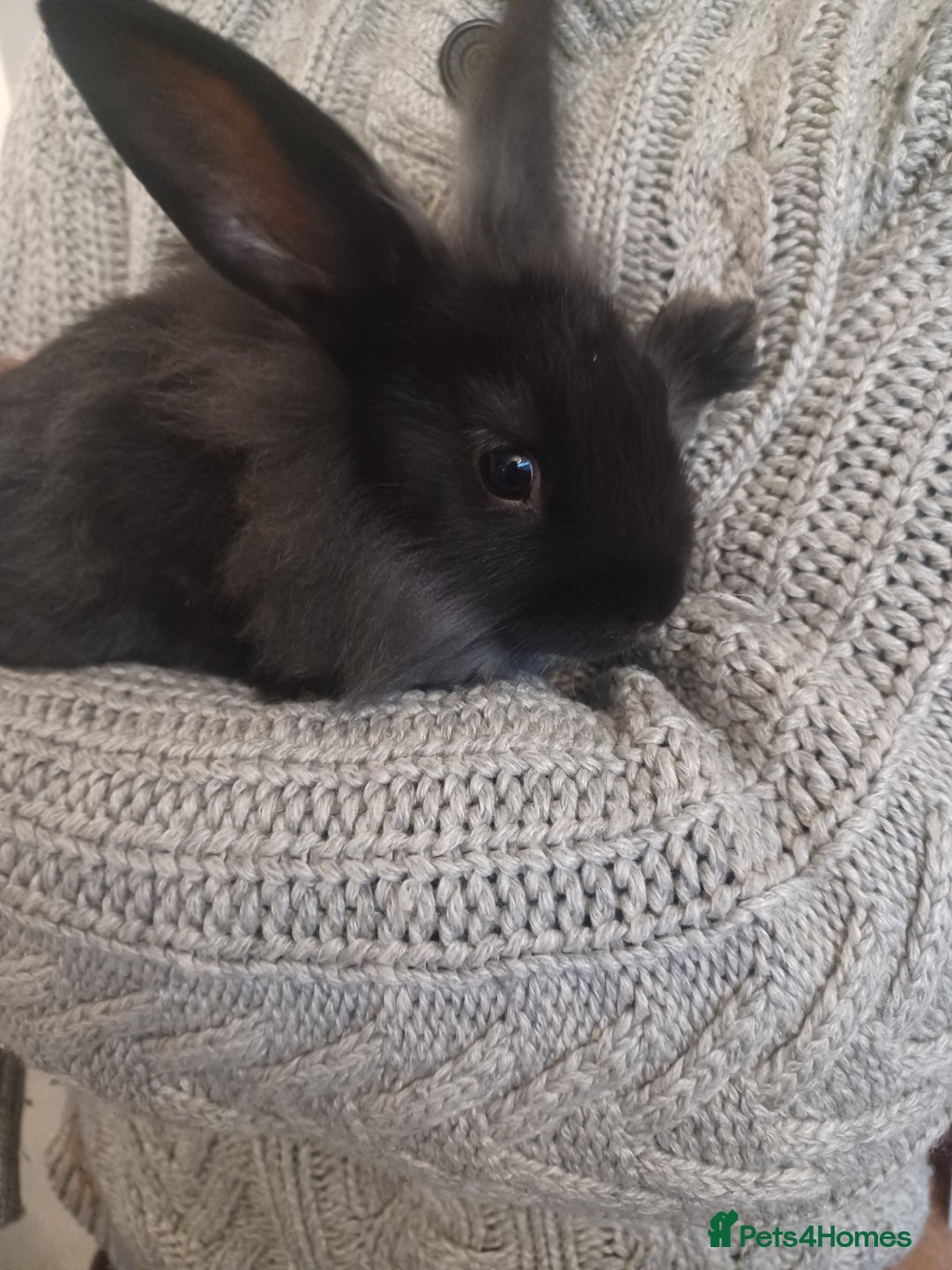Mini Lion Lop rabbits for sale: Mini lop X mini lion head  - Image 11
