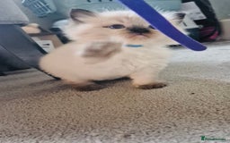 Ragdoll cats for sale: Ragdoll kittens for sale  - Image 5