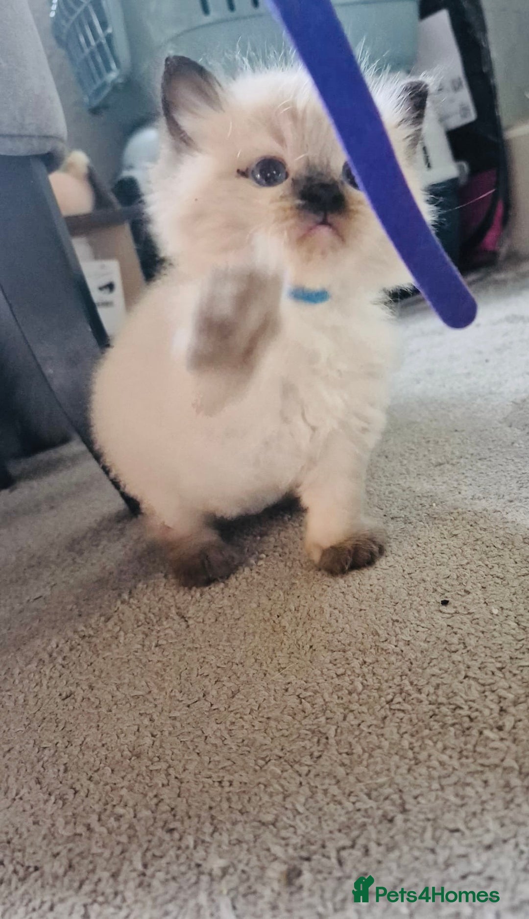 Ragdoll cats for sale: Ragdoll kittens for sale  - Image 5