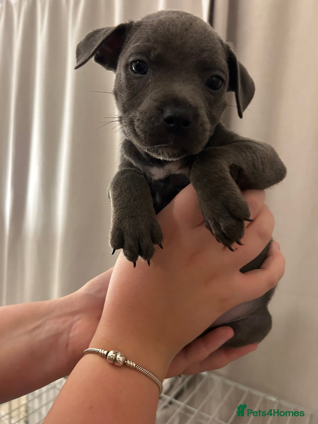 Staffordshire Bull Terrier dogs for sale: Stunning pure blue staffies - Image 35