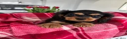 Cavalier King Charles Spaniel dogs for sale: Cavalier king charles - Advert 1