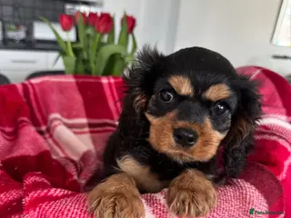 Cavalier King Charles Spaniel dogs for sale: Cavalier king charles - Advert 3