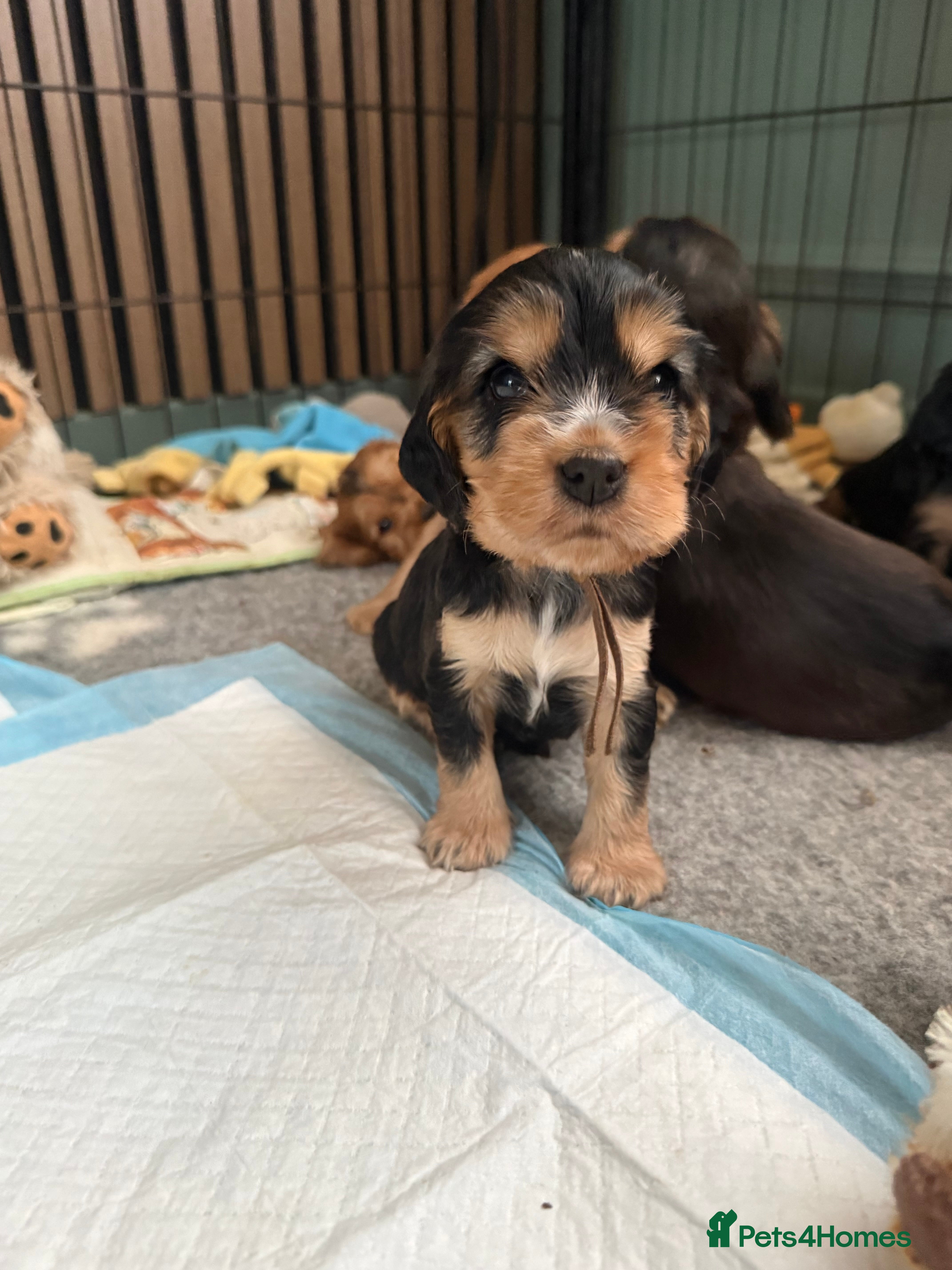 Cocker Spaniel dogs KC Reg Show Cocker Spaniel Puppies  - Advert 14