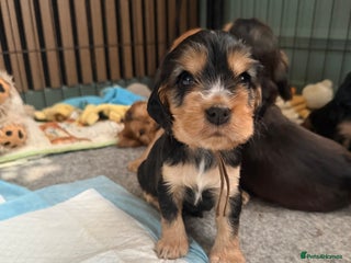 Cocker Spaniel dogs KC Reg Show Cocker Spaniel Puppies - Advert 14