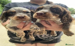 Cocker Spaniel dogs for sale: Cocker spaniel puppys - Image 18