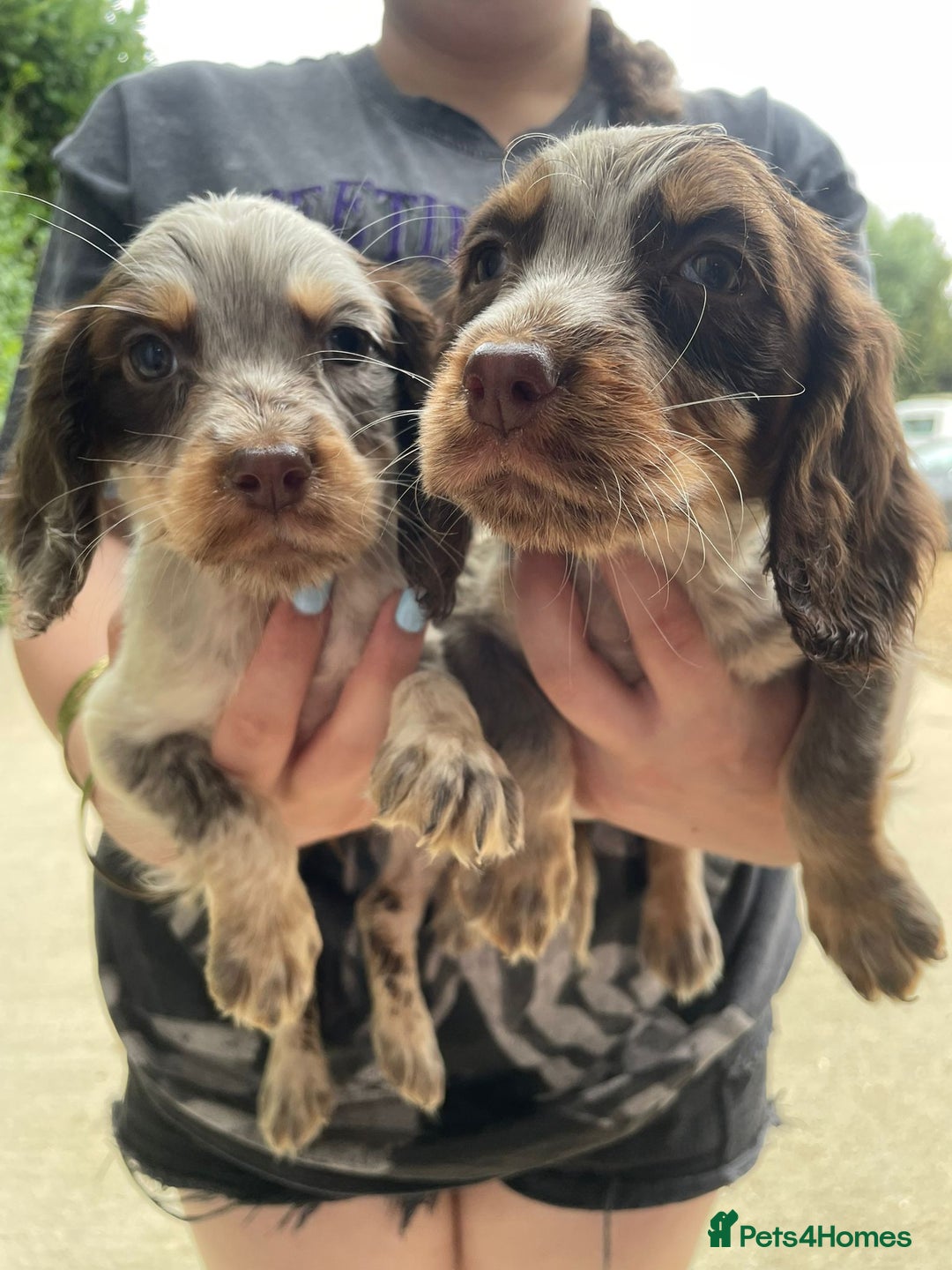 Cocker Spaniel dogs for sale: Cocker spaniel puppys - Image 18