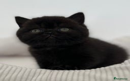 British Shorthair cats for sale: Exceptional BSH Girls, Champion Bloodlines - Advert 13