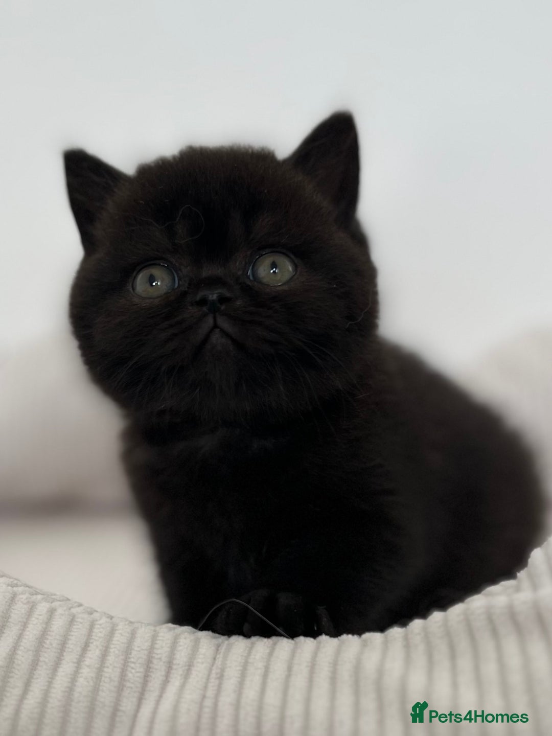 British Shorthair cats for sale: Exceptional BSH Girls, Champion Bloodlines - Advert 13