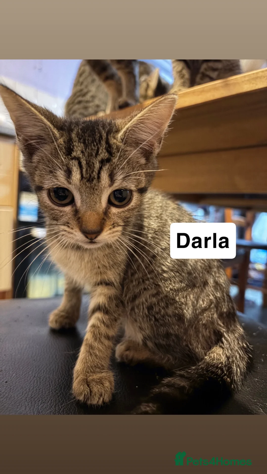 Mixed Breed cats for sale: Mixed breed kittens for sale  - Advert 9