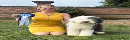 Old English Sheepdog dogs for sale: Fully health tested and registered showline OES - Advert 9
