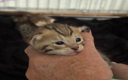 Savannah cats for sale: Stunning Savannah Kittens - Image 9