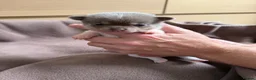 Pomchi dogs for sale: Beautiful unique Pomchi’s  - Advert 3