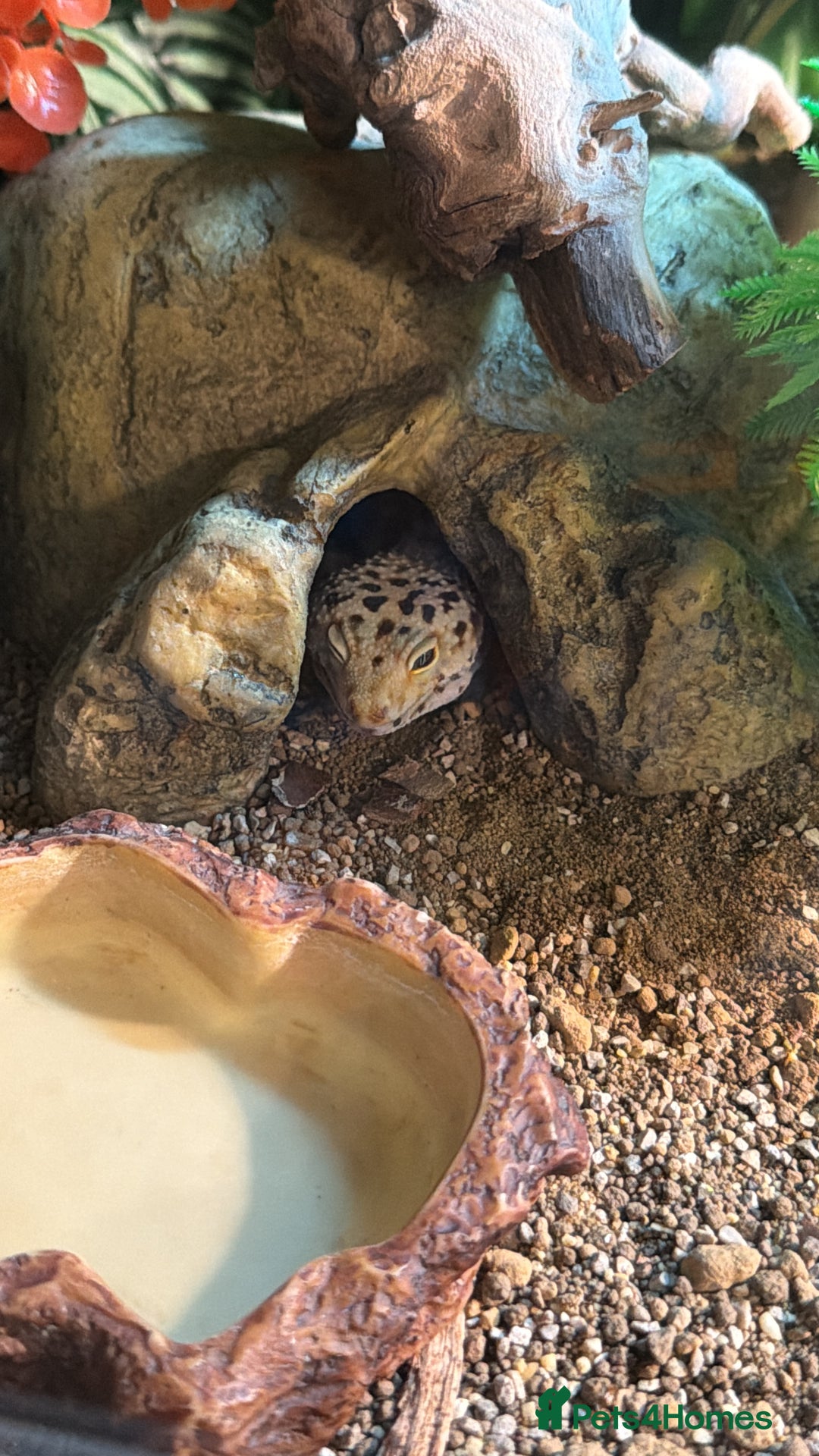 Leopard Gecko reptiles for sale: Full set up for sale including leopard Gecko  - Advert 8