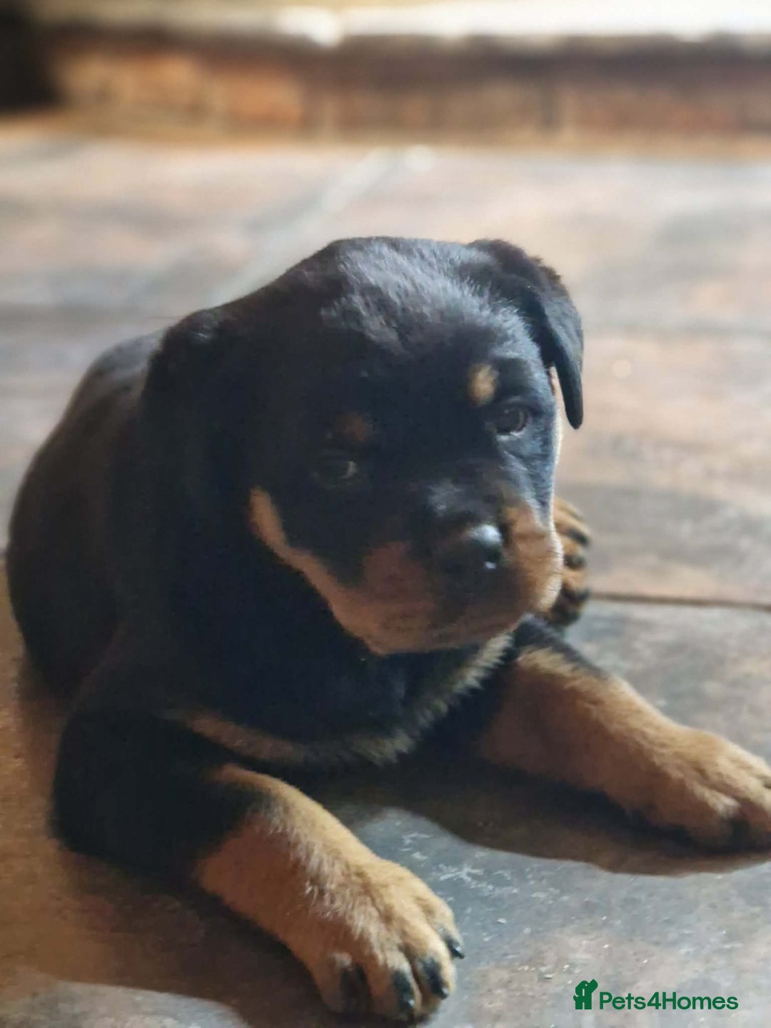 Rottweiler dogs for sale: Rottweiler pups - Advert 7