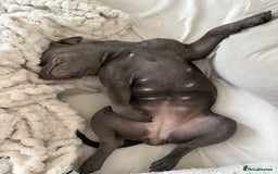 Staffordshire Bull Terrier dogs for sale: Staffy needing home  - Image 3