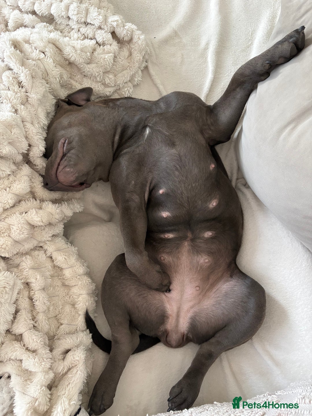 Staffordshire Bull Terrier dogs for sale: Staffy needing home  - Image 3