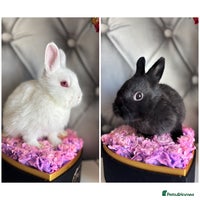 Netherland Dwarf rabbits - Advert 1