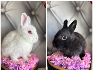 Netherland Dwarf rabbits - Advert 2