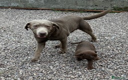 Labrador Retriever dogs for sale: Labrador Pupsfor Sale – Yellow, Chocolate, Black  - Image 18