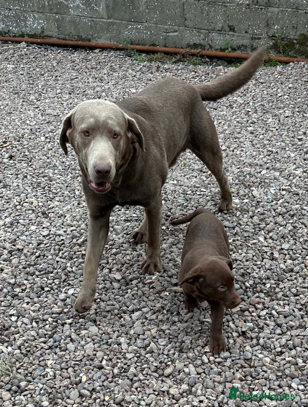Labrador Retriever dogs for sale: Labrador Pupsfor Sale – Yellow, Chocolate, Black  - Image 18