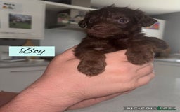 Mixed Breed dogs for sale: REDUCED - Cockapoochi Puppies - READY TO VIEW 🐶 - Image 11