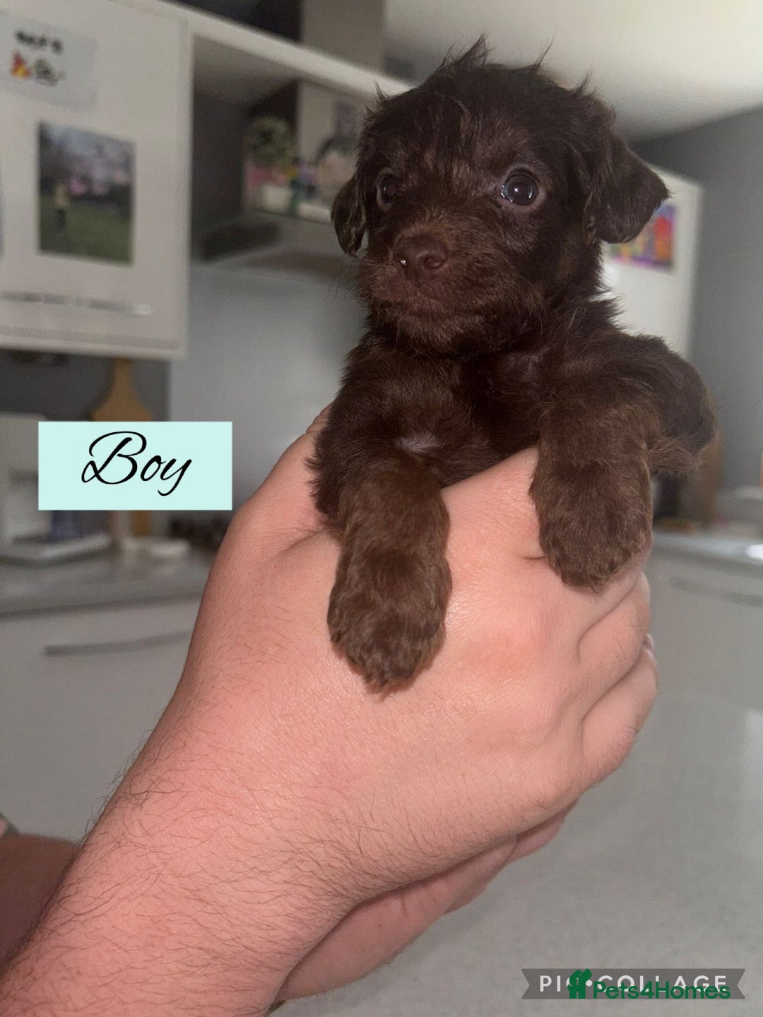 Mixed Breed dogs for sale: REDUCED - Cockapoochi Puppies - READY TO VIEW 🐶 - Image 11