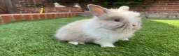Lionhead rabbits for sale: Mini double maned lionheads and mini lops  - Advert 7