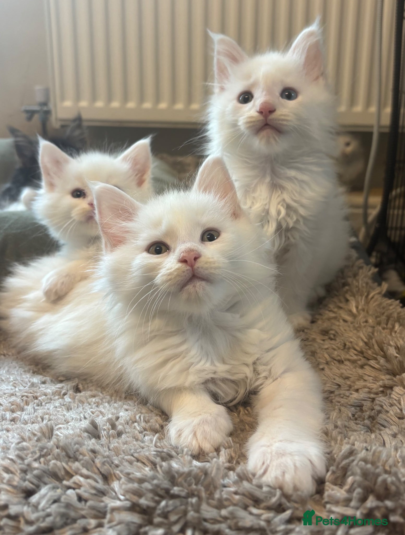 Maine Coon cats for sale: Maine coon kittens for sale. Some polydactyl.  in Trimdon Station - Advert 19