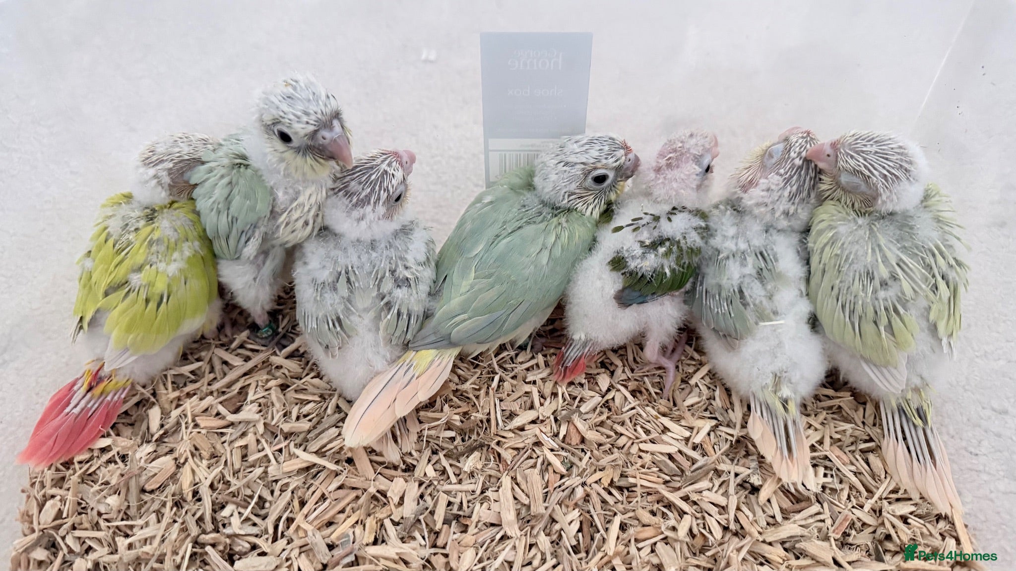 Conures birds Handreared Tame Conure Chicks Mooncheek rose crown - Advert 3