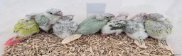 Conures birds for sale: Handreared Tame Conure Chicks Mooncheek rose crown - Advert 1