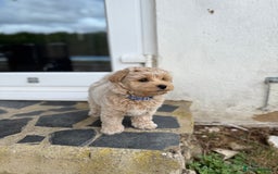 Maltipoo dogs for sale: Maltipoo - Image 4