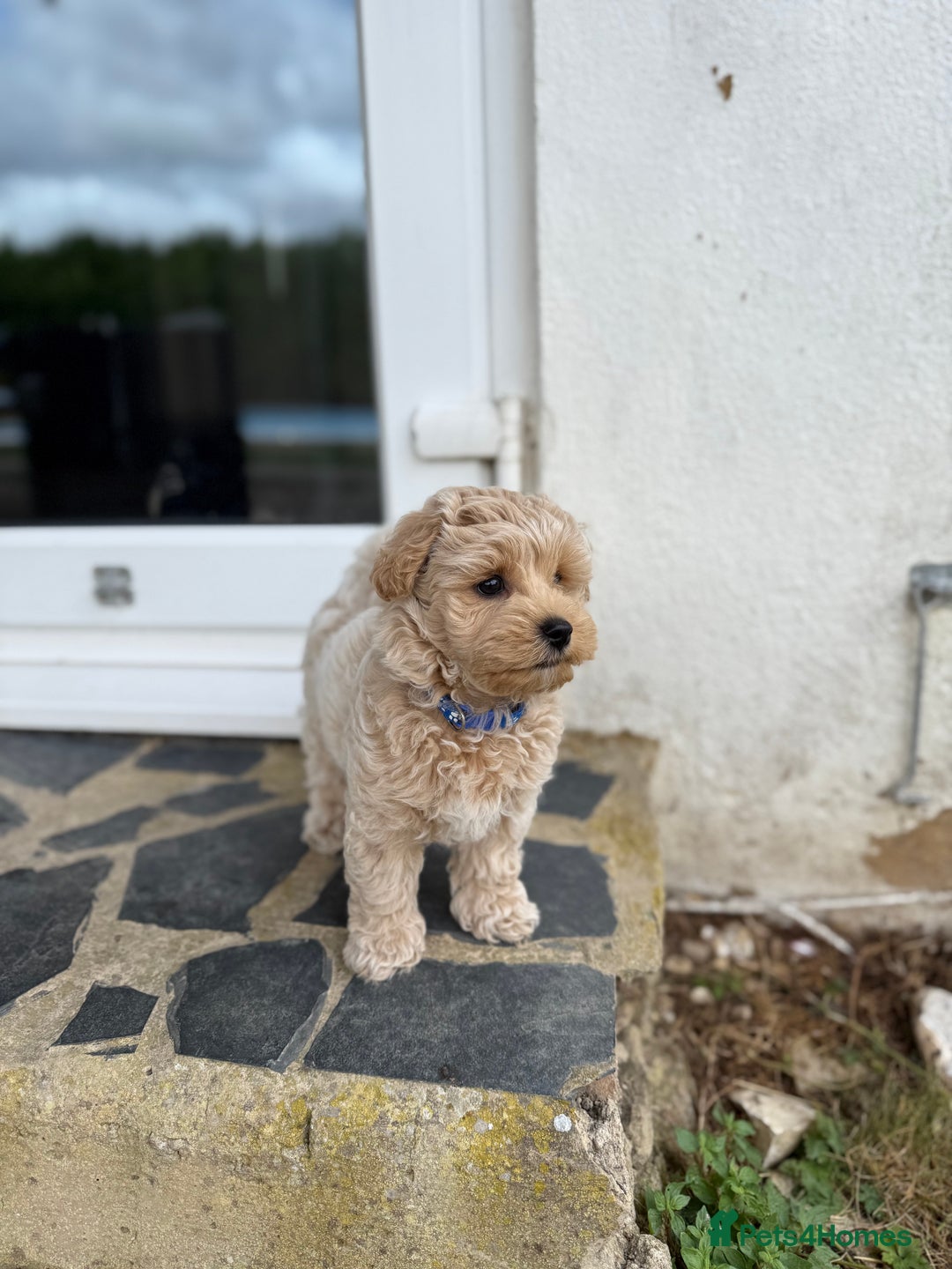 Maltipoo dogs for sale: Maltipoo - Image 4