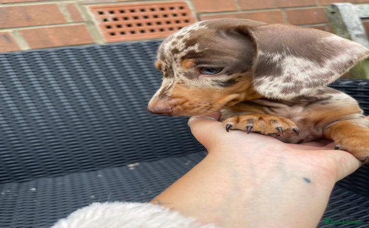 Dachshund dogs - Advert 11