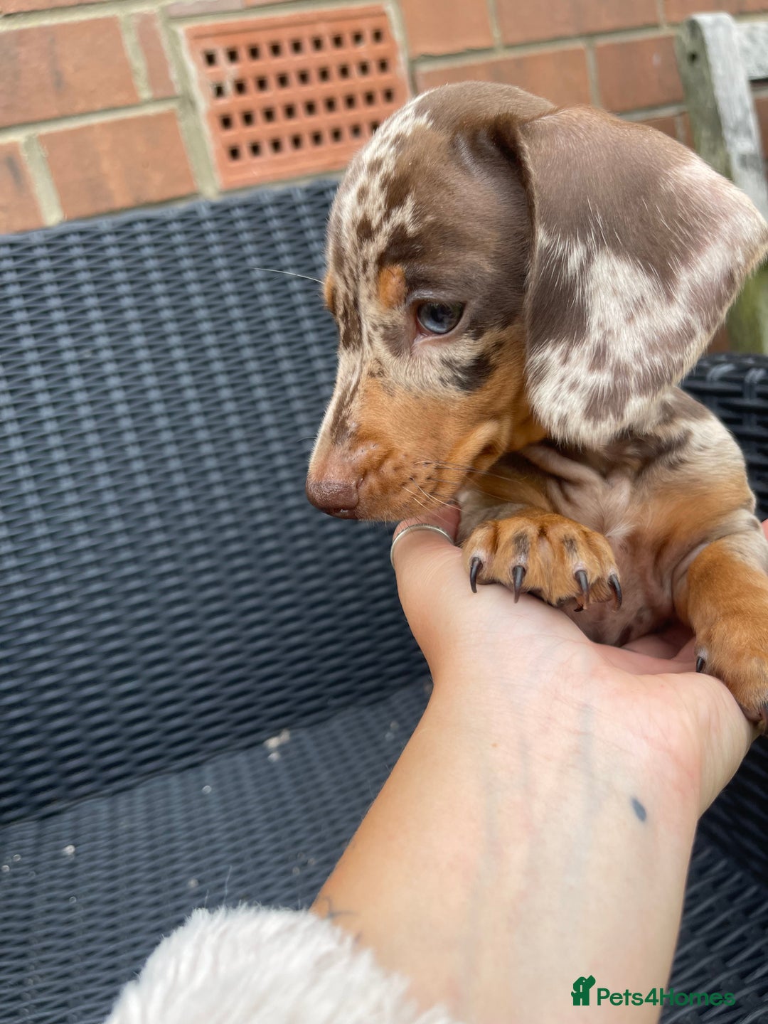 Dachshund dogs for sale: Beautiful litter of 7 dachshund puppies - Image 1