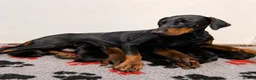 Dobermann dogs for sale: Dobermann Pups in Uckfield - Advert 6