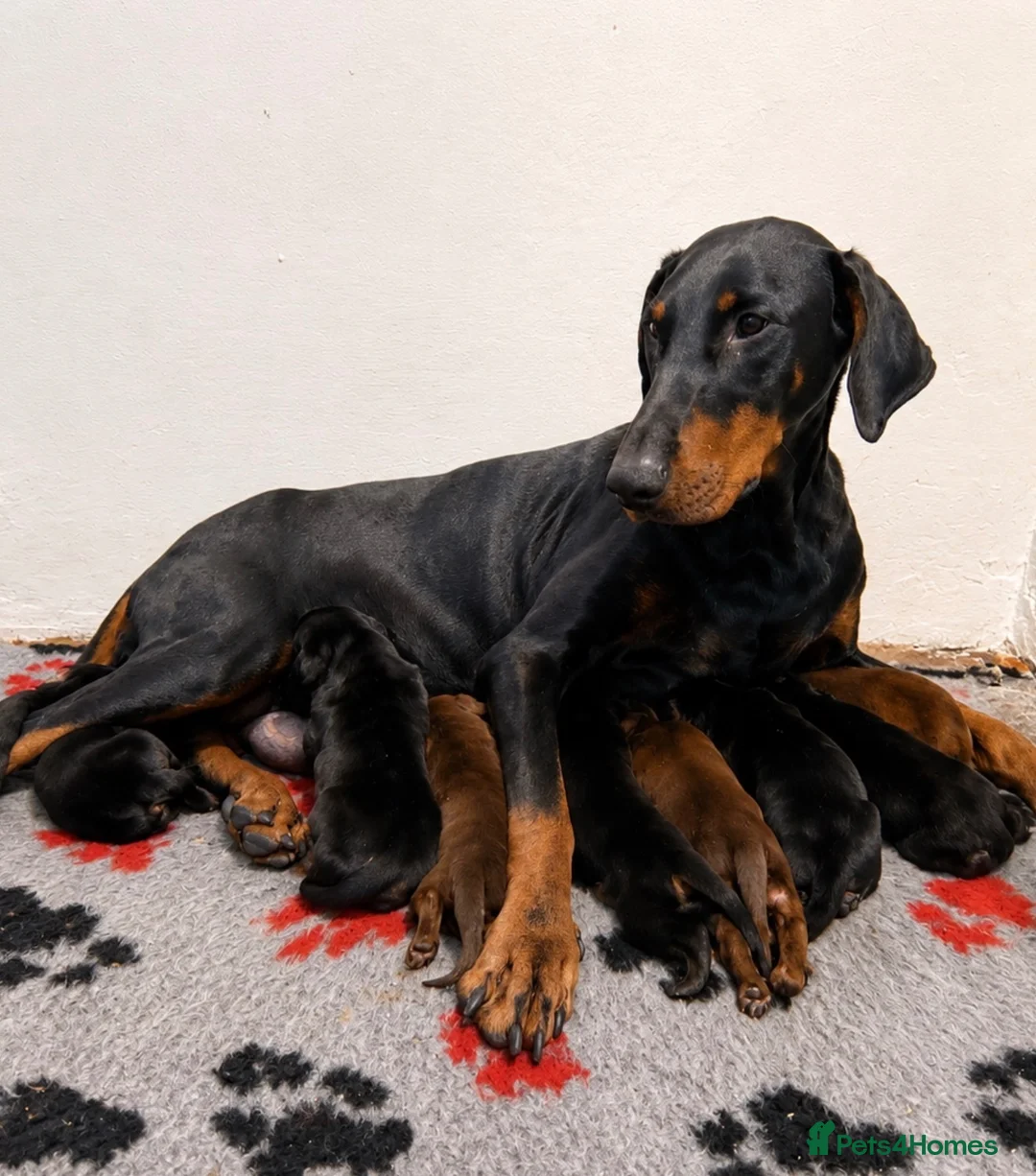 Dobermann dogs for sale: Dobermann Pups in Uckfield - Advert 6