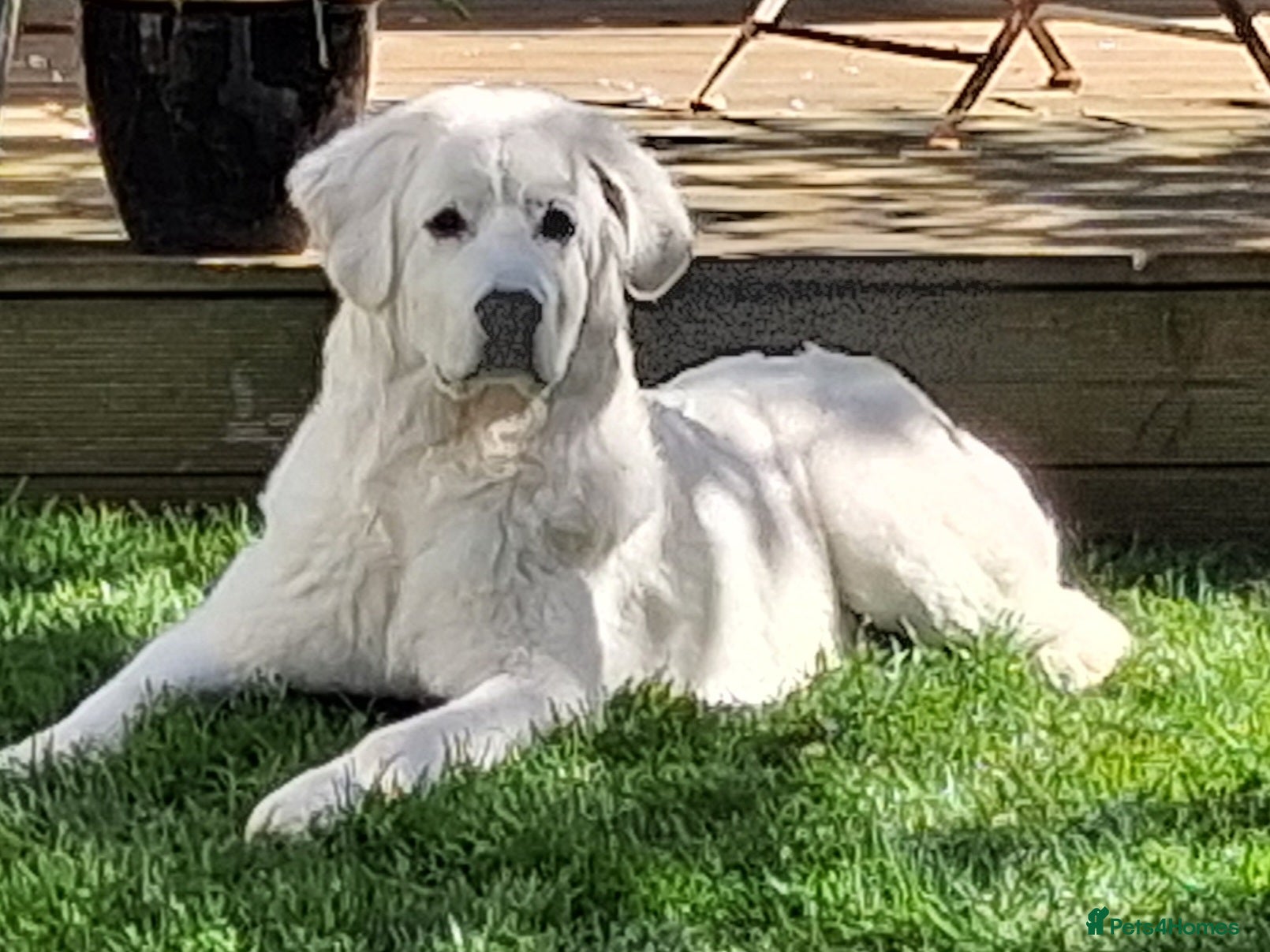 Polish Lowland Sheepdog dogs for sale: Tatra Polish Mountain dog (7 months old) - Advert 2