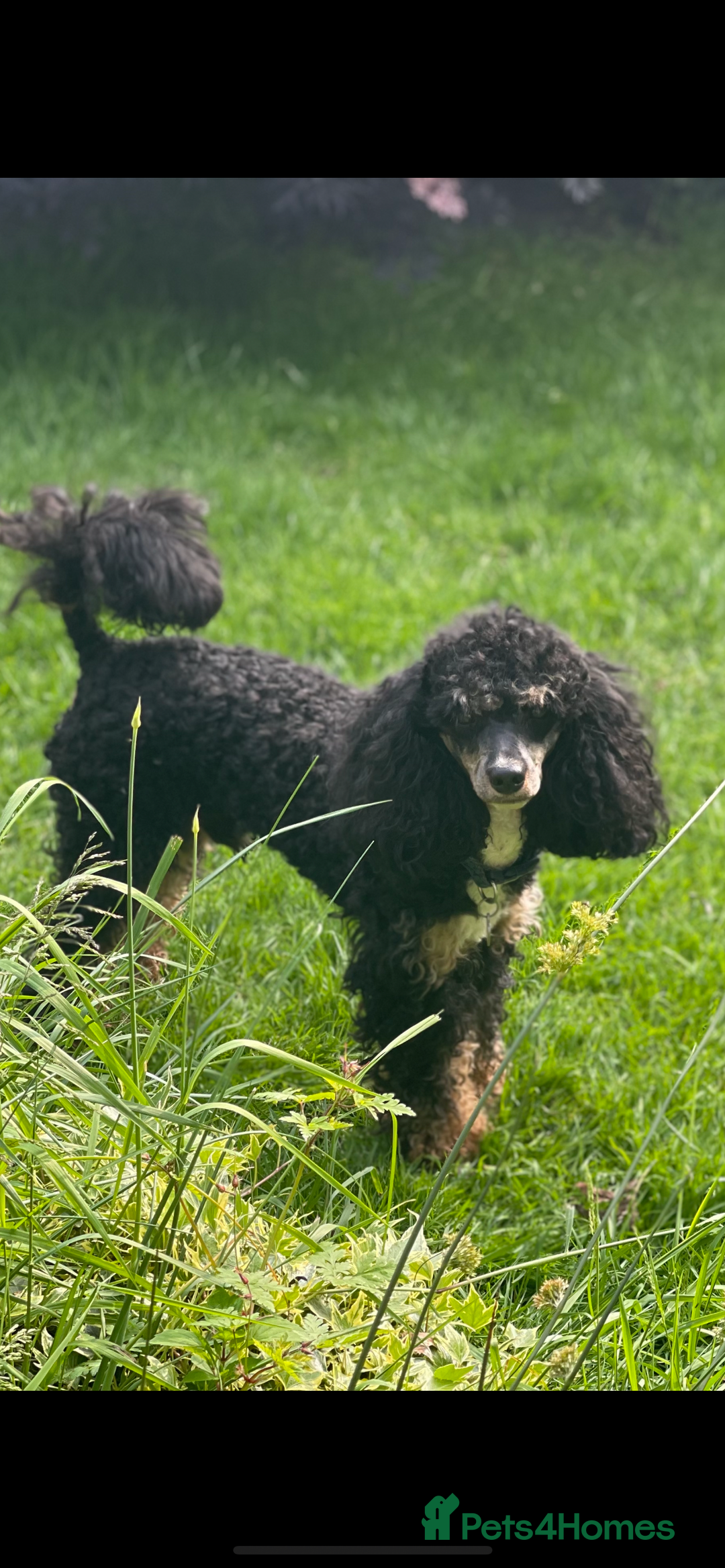 Poodle dogs for stud: GORGEOUS PHANTOM POODLE STUD  - Image 3