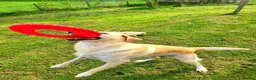 Labrador Retriever dogs for sale: pedigree Labrador puppys - Advert 4