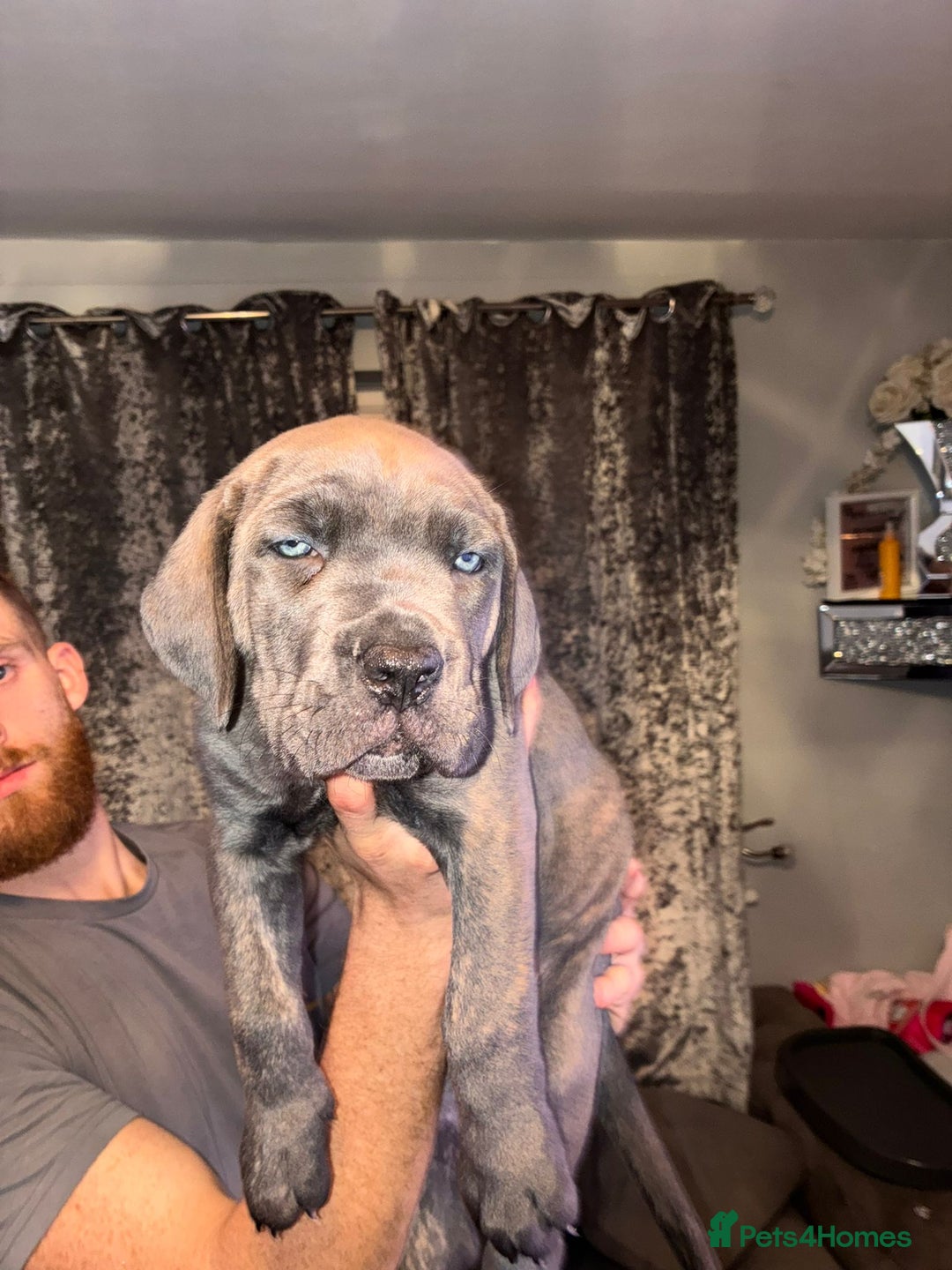 Cane Corso dogs for sale: 4 girls left *PRICE REDUCED* - Image 17