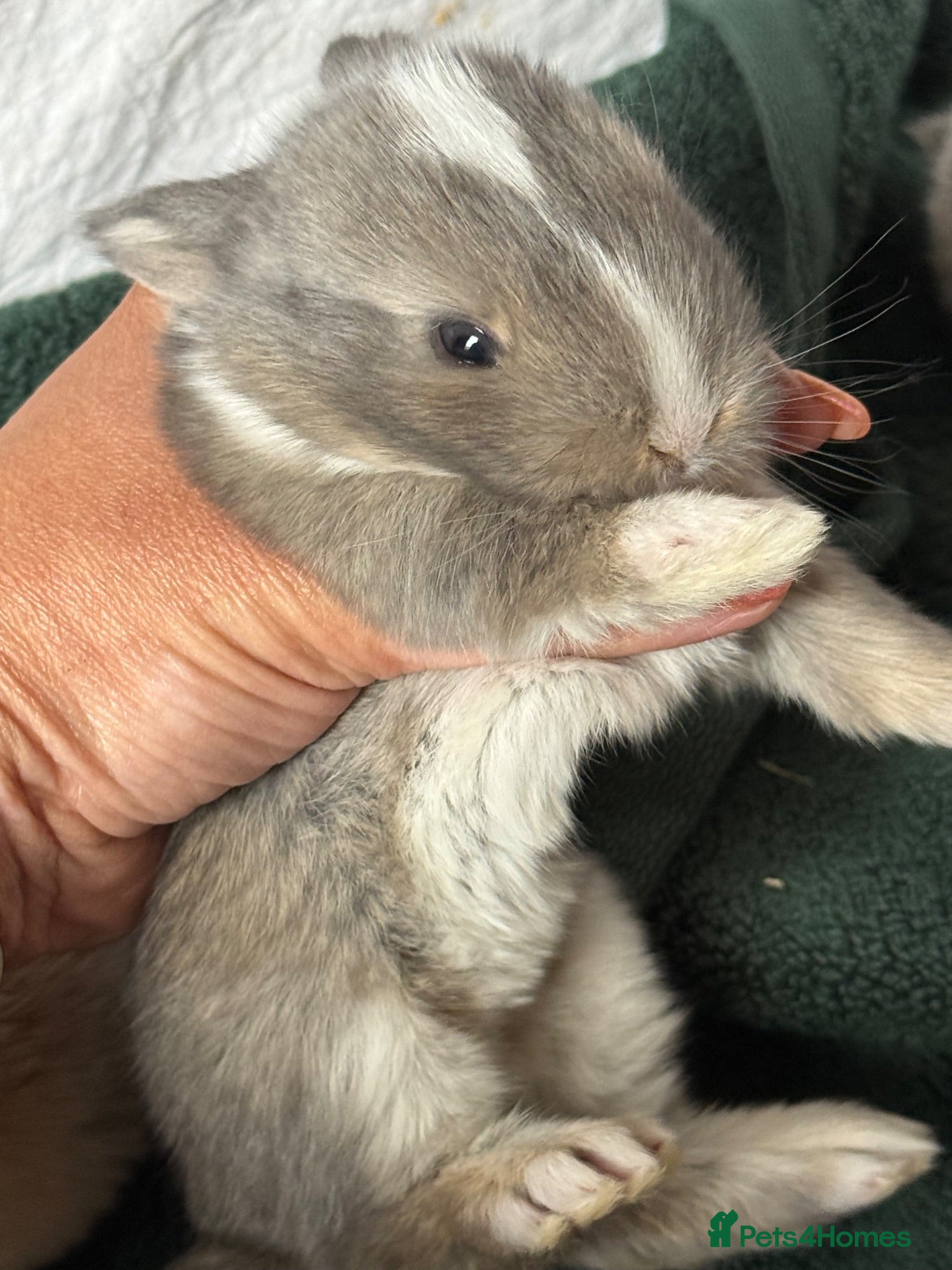 Mini Lop rabbits Beautiful mini lops to reserve  - Advert 2