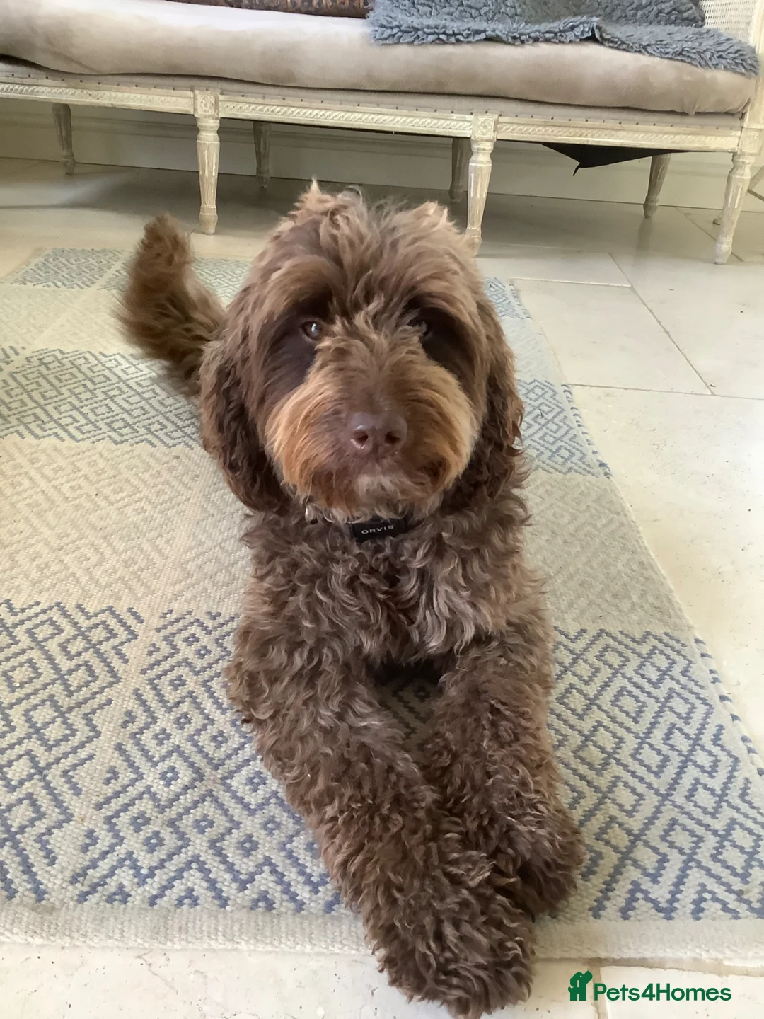 Goldendoodle dogs for sale: Cotswold Miniature/Toy Goldendoodles, All Colours - Advert 2