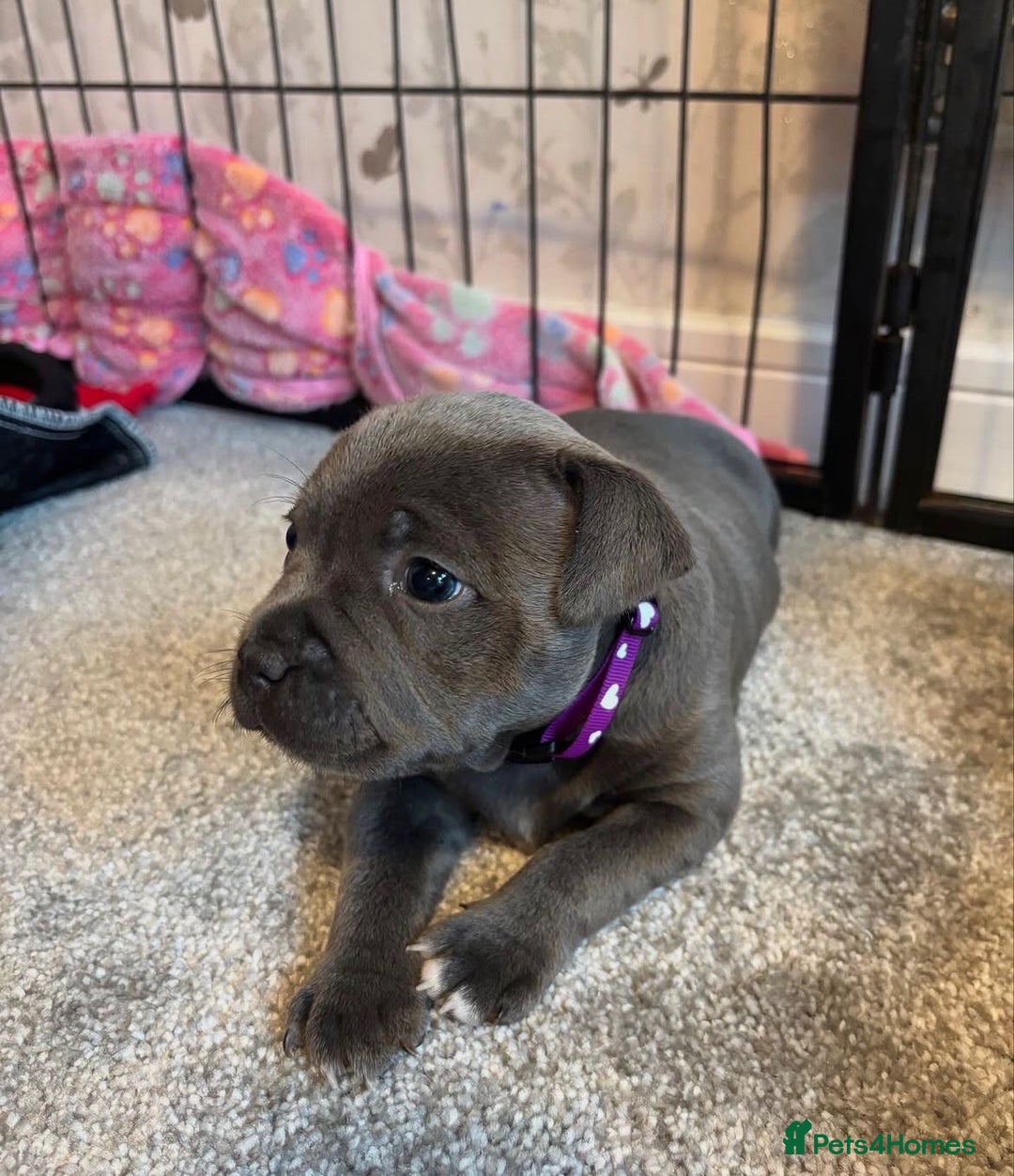 Staffordshire Bull Terrier dogs for sale: KC blue Staffordshire bull terrier puppies  - Advert 18