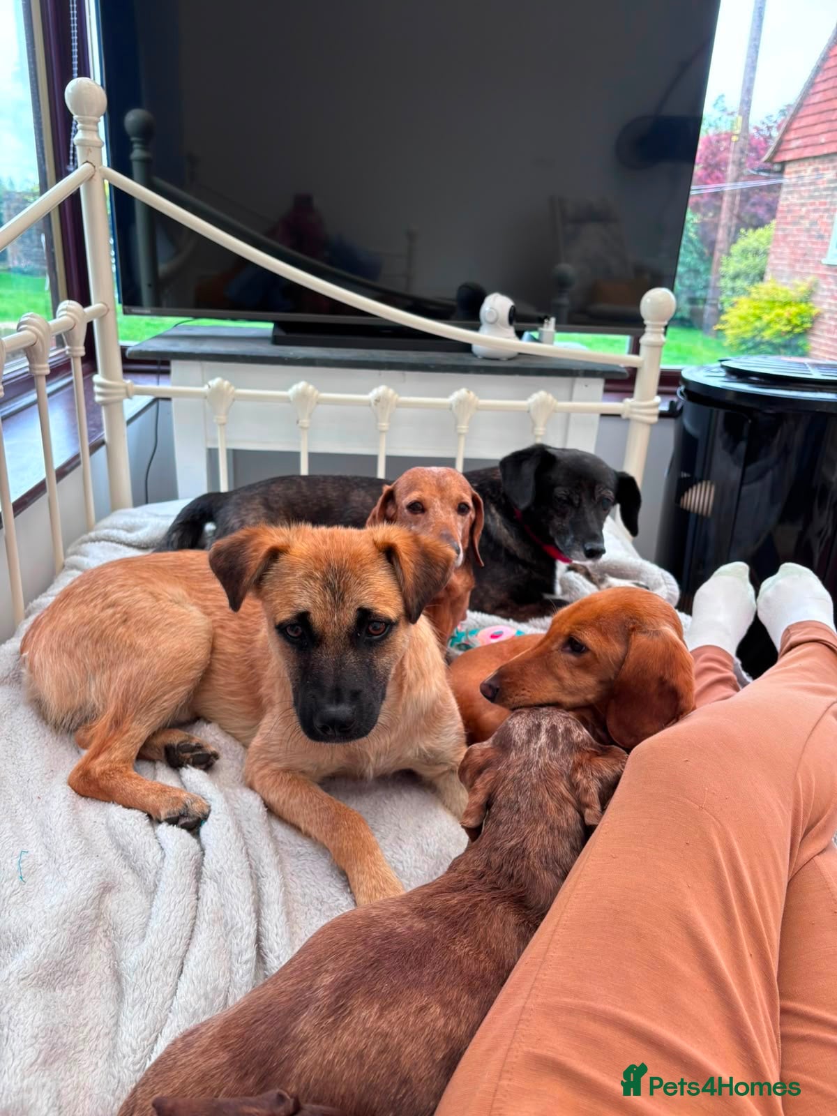 Mixed Breed dogs Stan 💙🐾 Long term foster home wanted  - Advert 1