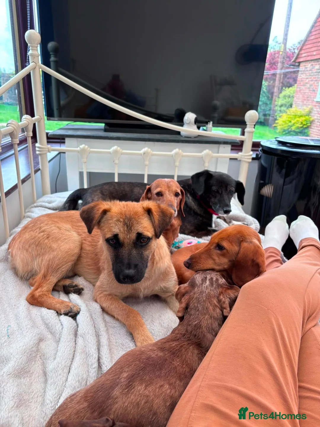 Mixed Breed dogs for adoption: Stan 💙🐾 Long term foster home wanted  - Advert 2