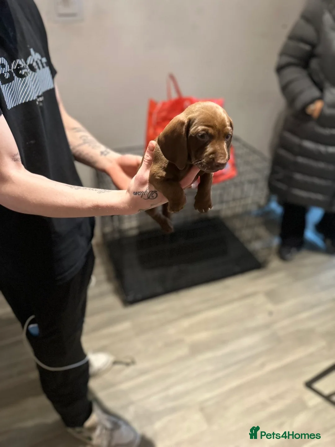 Miniature Dachshund dogs for sale: Miniature dachshund  - Advert 7